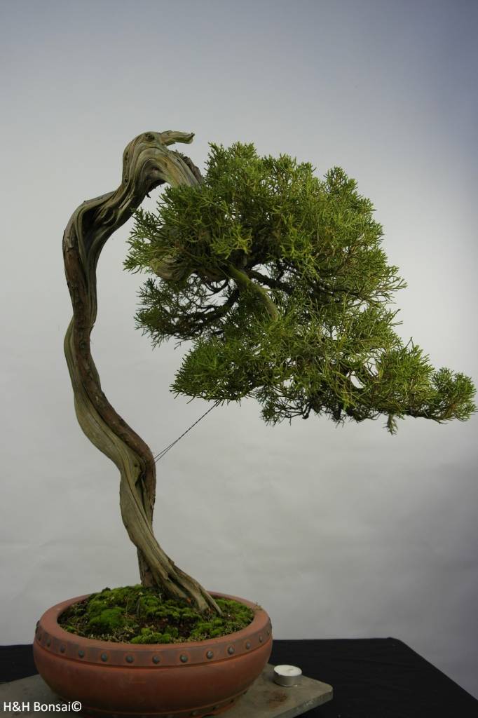 Bonsai Genévrier de Chine, Juniperus chinensis itoigawa, no. 5846
