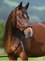 TOMMY HILFIGER Tommy Hilfiger Halsterset Yale