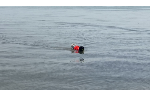 Besto Hondenzwemvest - oranje
