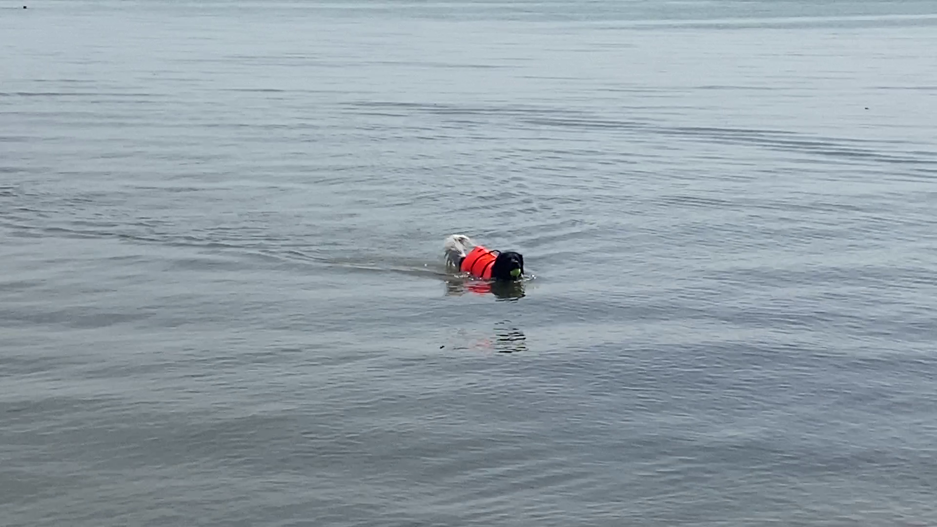 Besto Hondenzwemvest - oranje