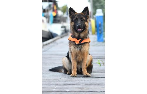 Besto Hondenzwemvest - oranje