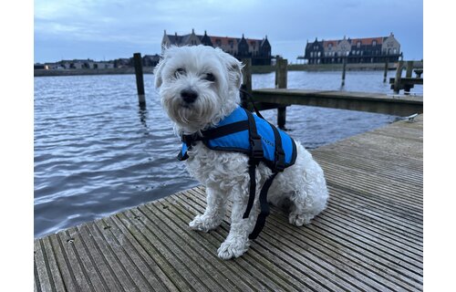 Baltic Pluto Hondenzwemvest Blauw