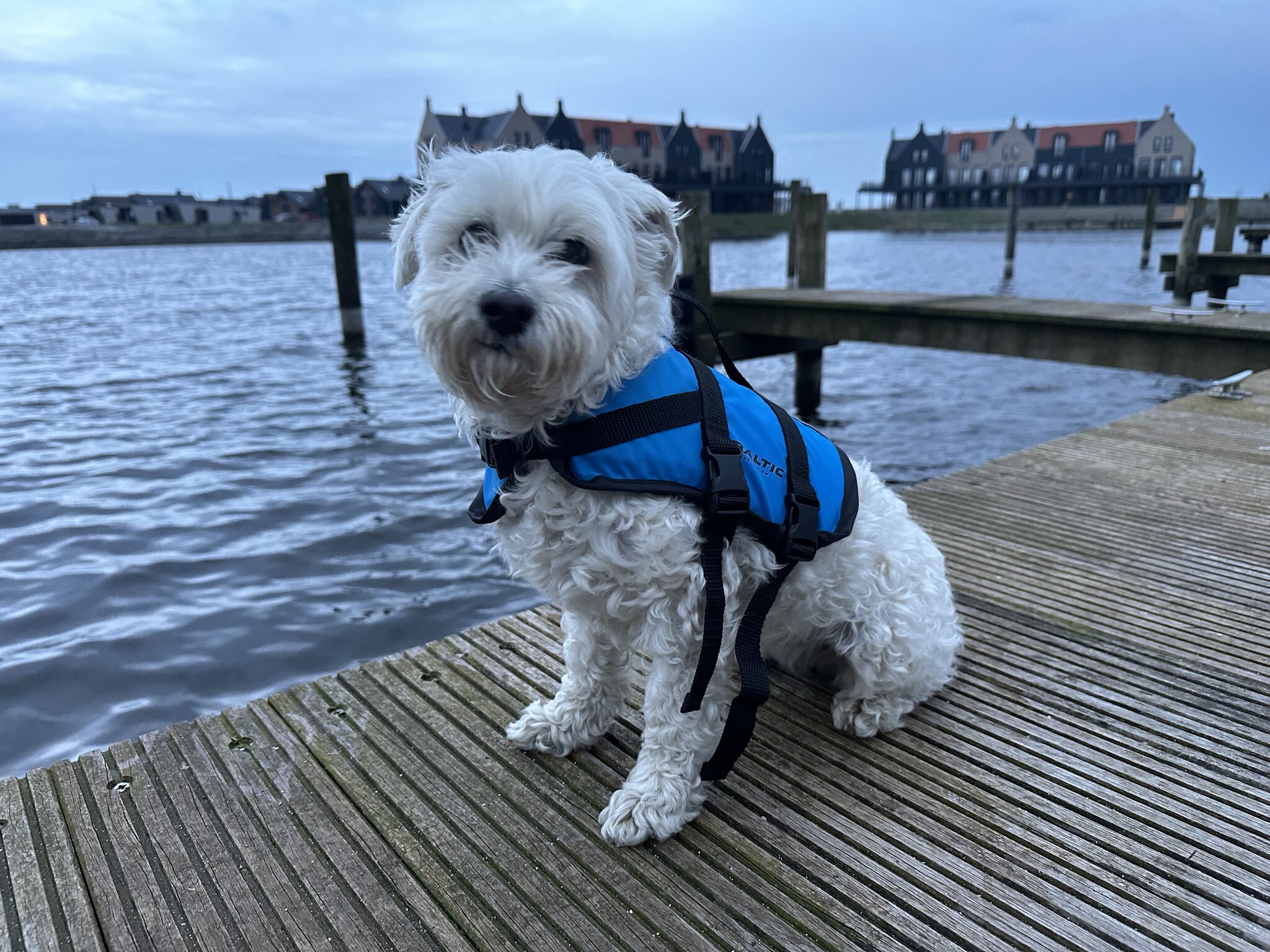 Baltic Pluto Hondenzwemvest Blauw