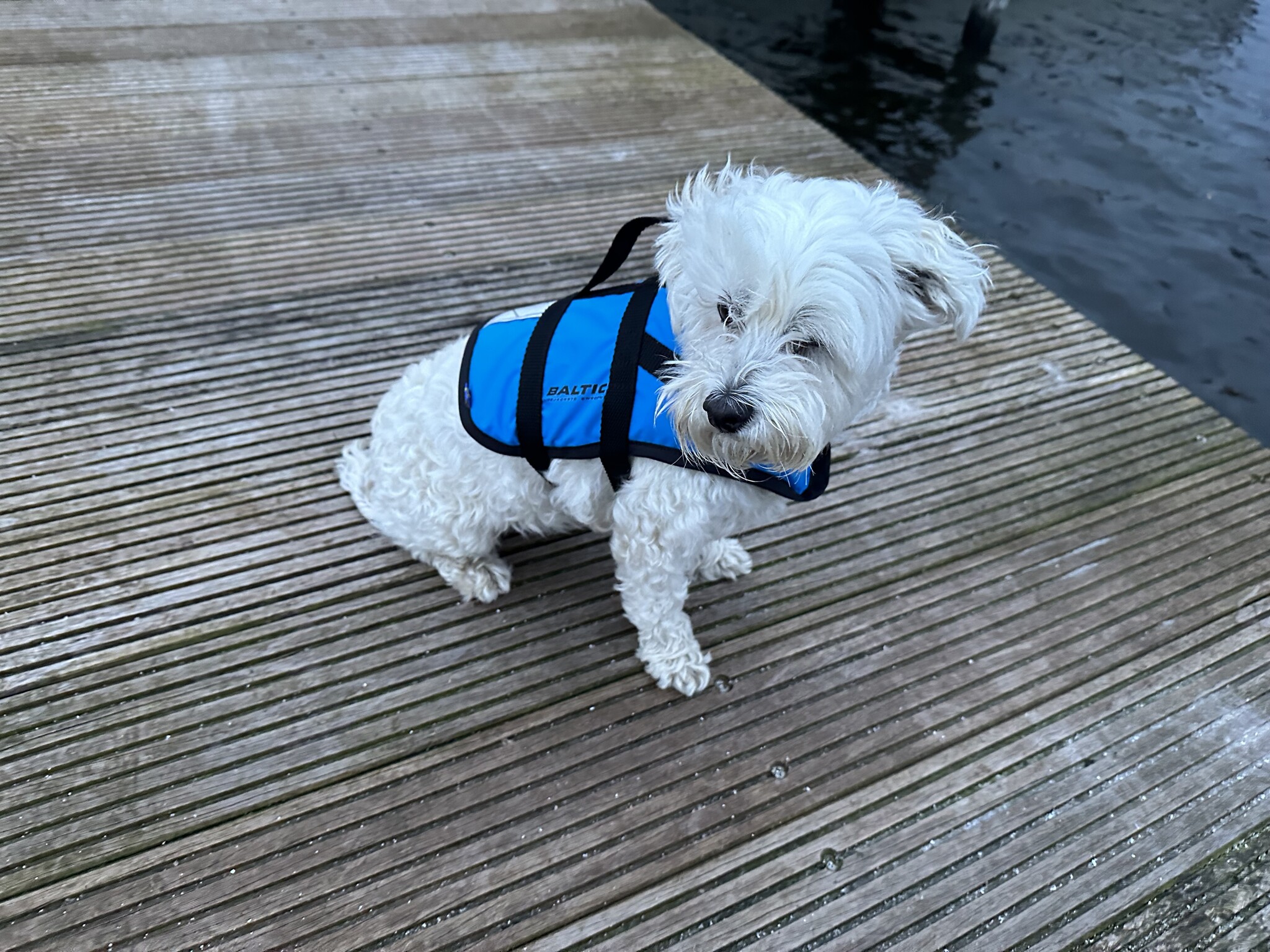 Baltic Pluto Hondenzwemvest Blauw