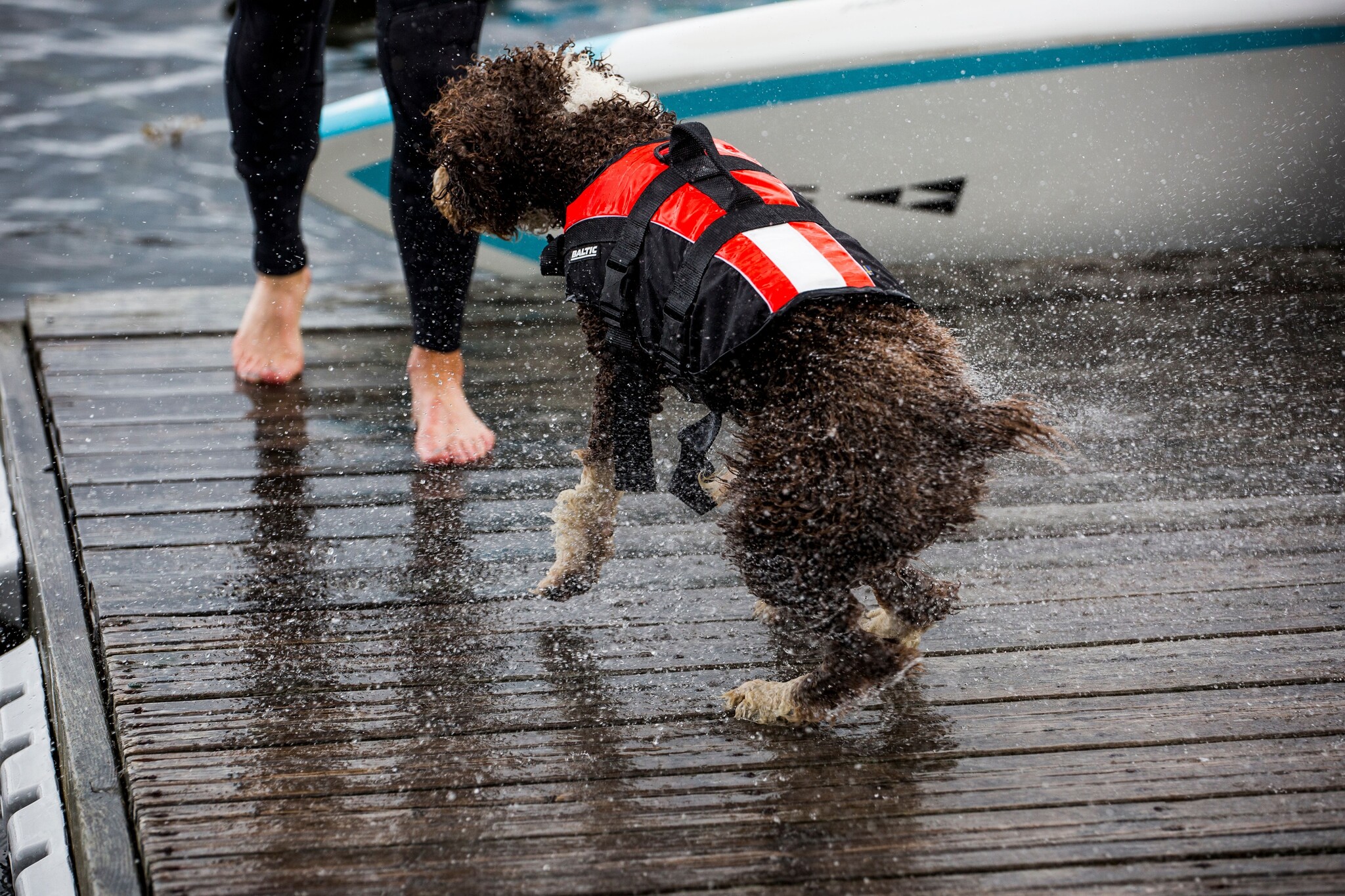 Neem jouw hond mee op de boot