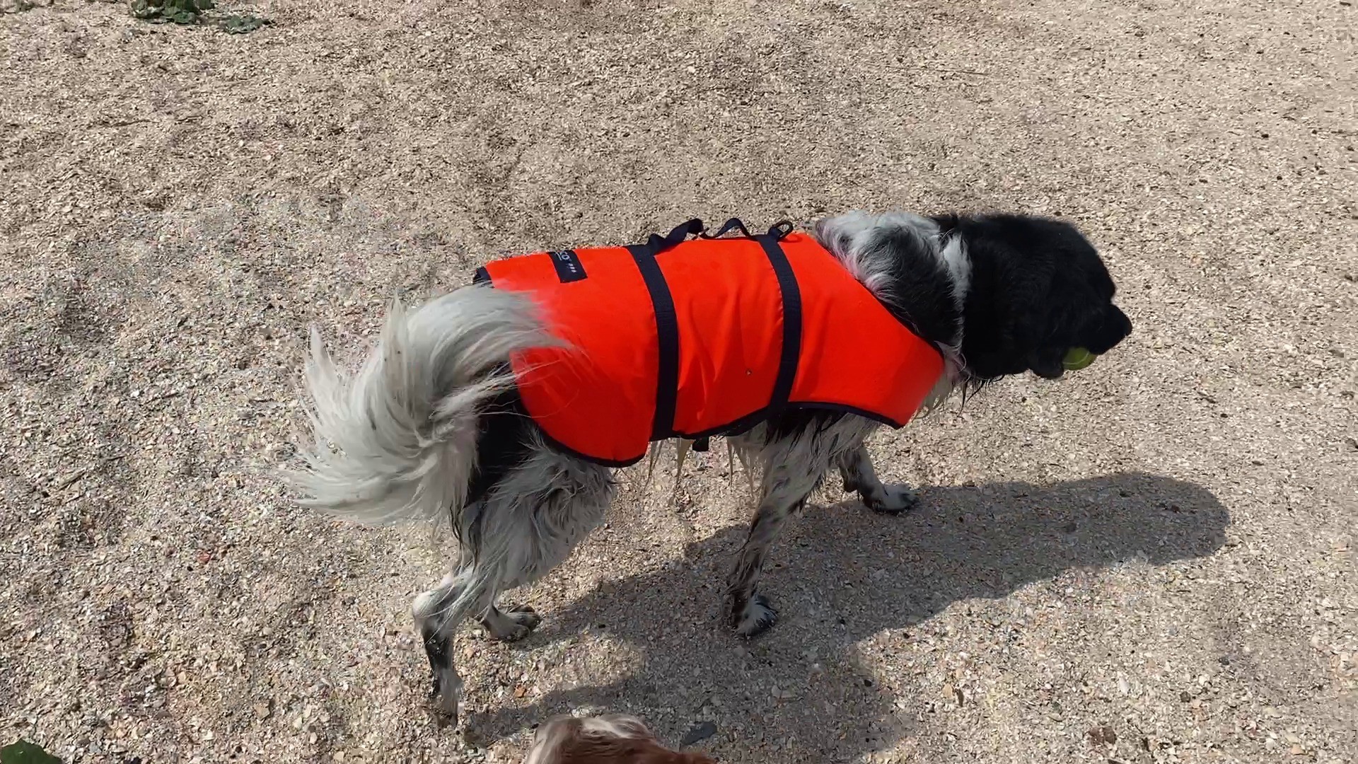 Besto Hondenzwemvest - oranje