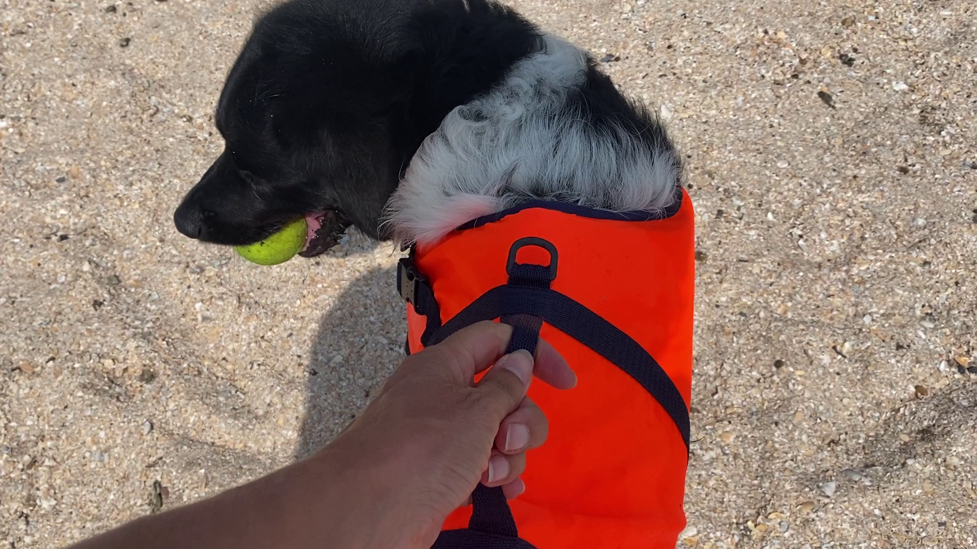 Besto Hondenzwemvest - oranje