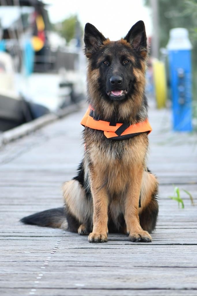 Besto Hondenzwemvest - oranje