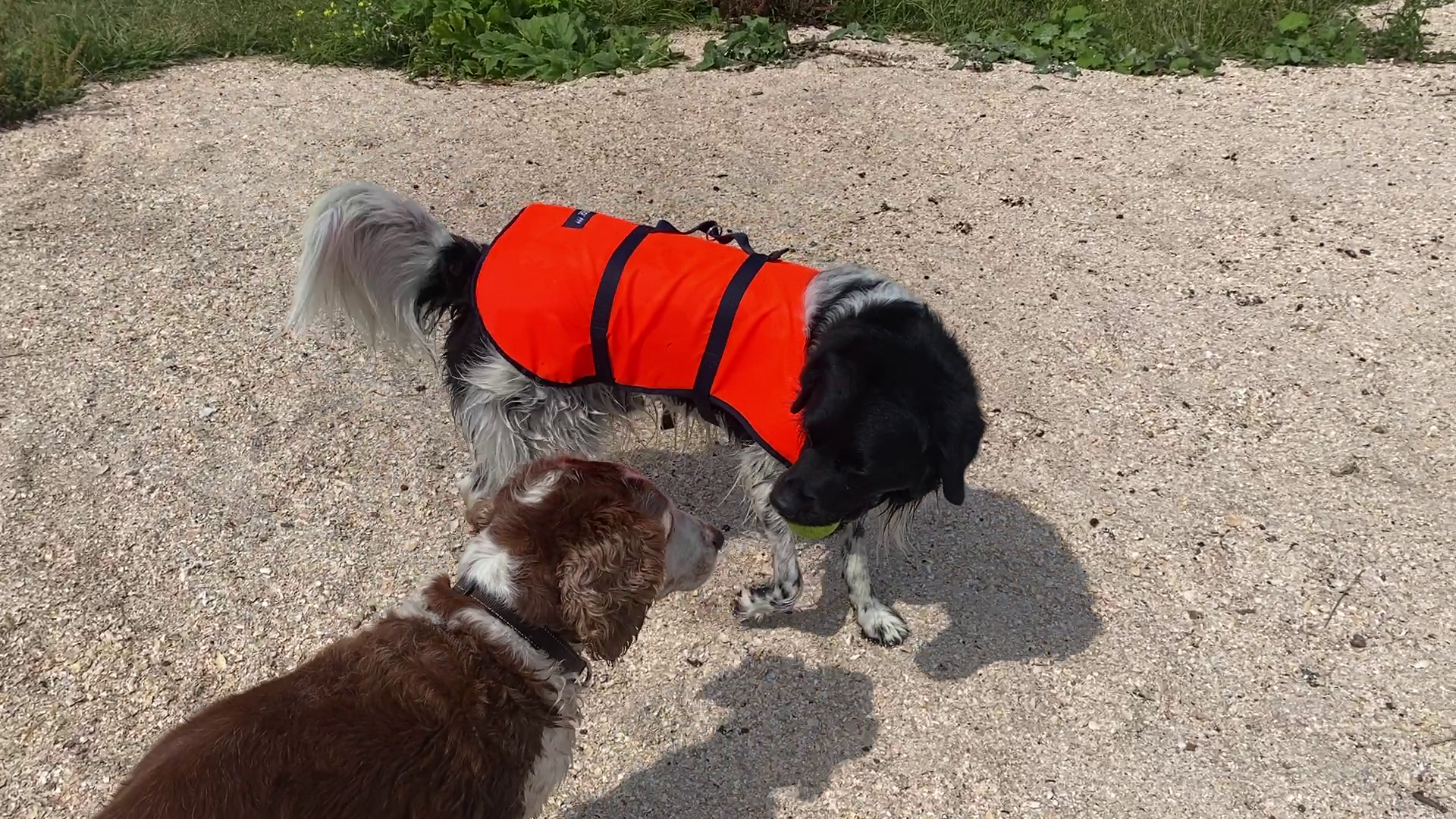 Besto Hondenzwemvest - oranje