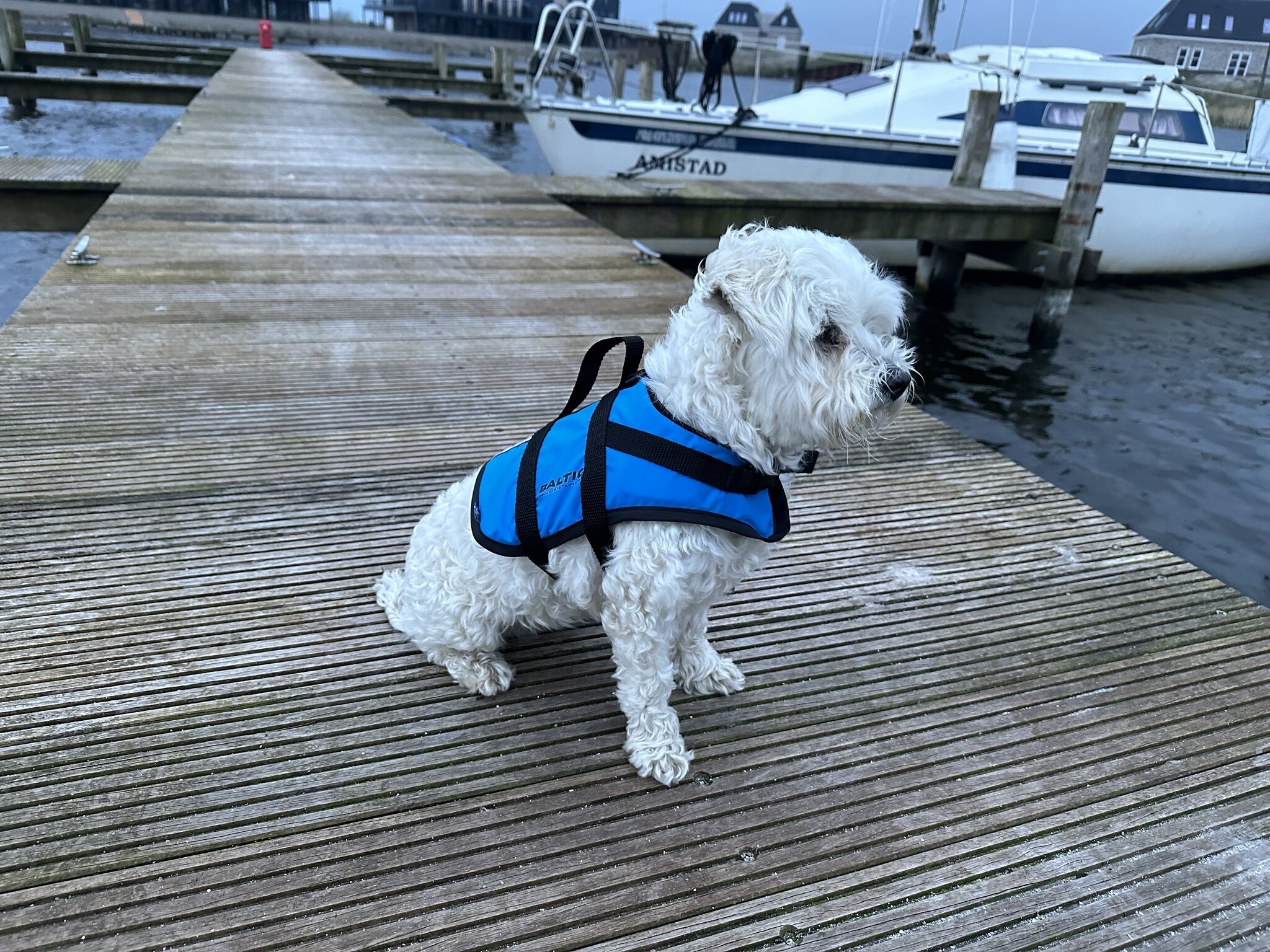 Baltic Pluto Hondenzwemvest Blauw