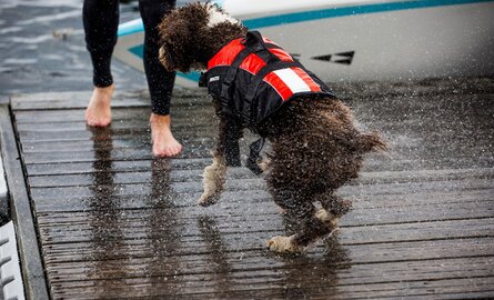 Neem jouw hond mee op de boot