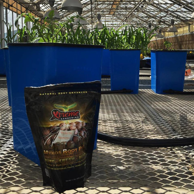 Xtreme Gardening Mykos Root Paks