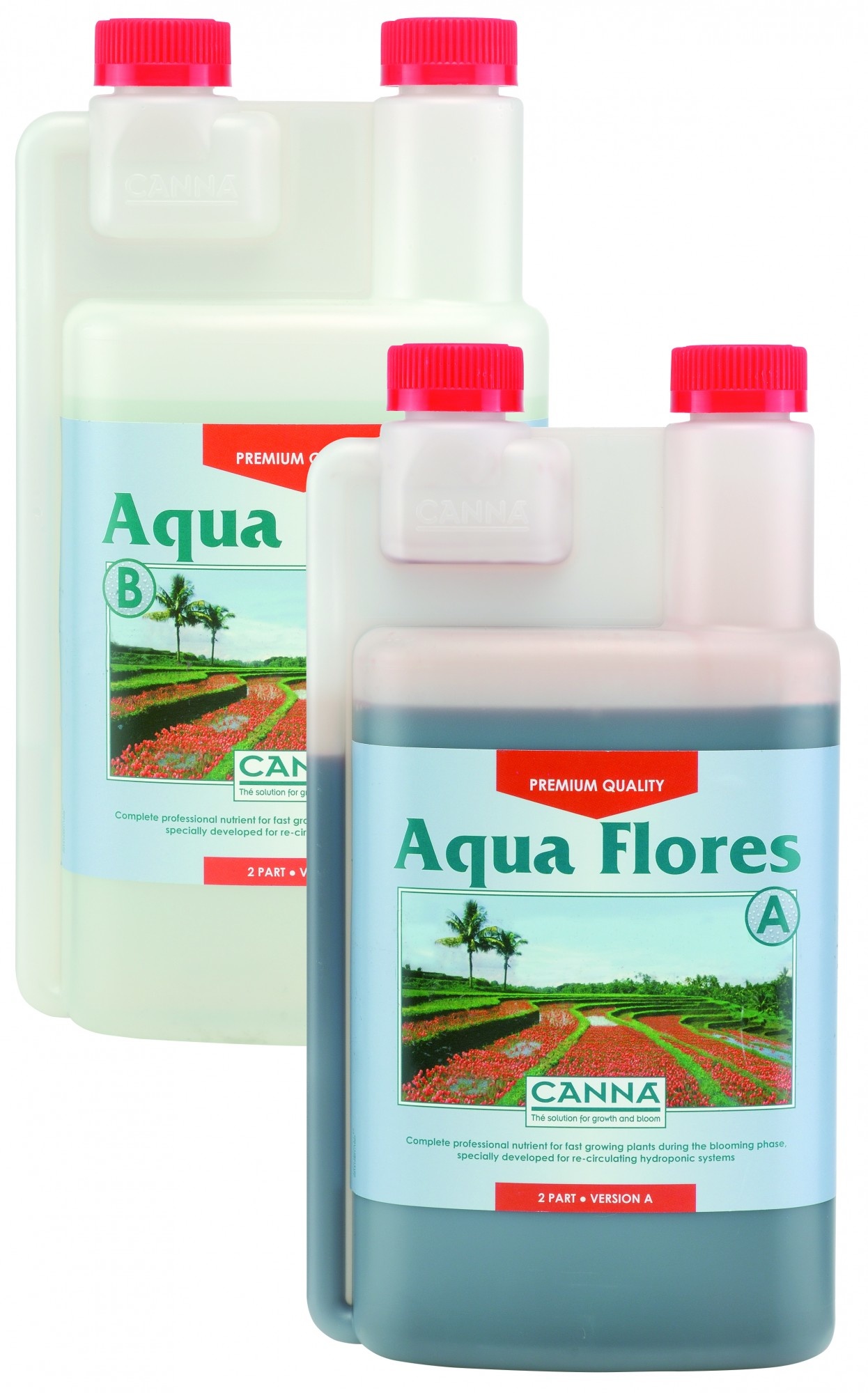 Canna Aqua Flores