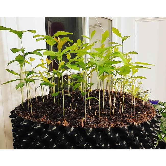 Caledonian Tree Co. Ltd Air-Pot®