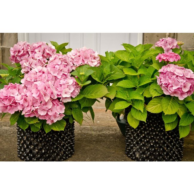 Caledonian Tree Co. Ltd Air-Pot®