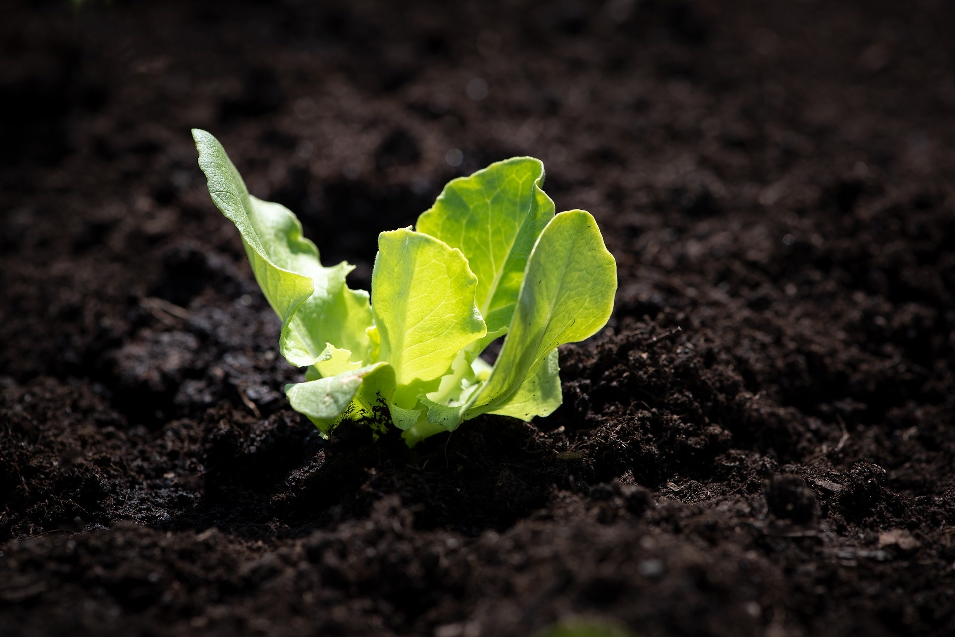 Feeding Your Plants a Balanced Diet