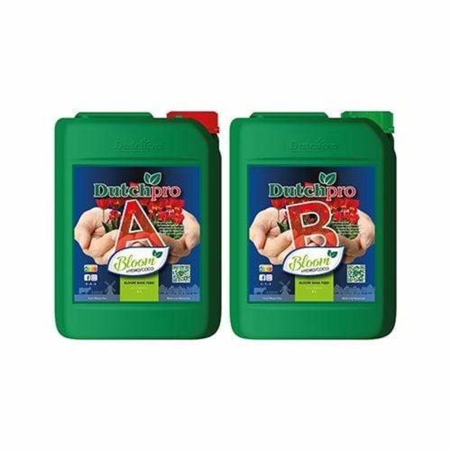 Dutch Pro Dutch Pro - Original Bloom