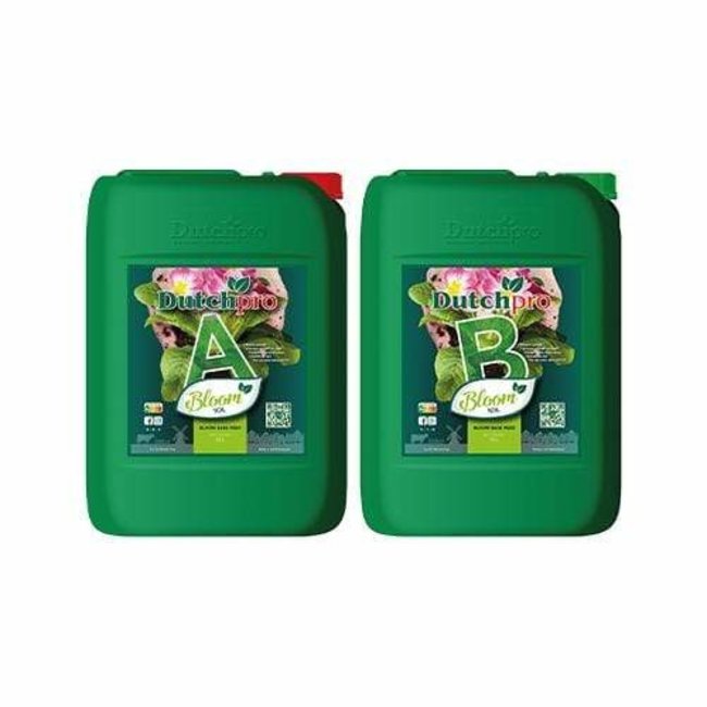 Dutch Pro Dutch Pro - Original Bloom