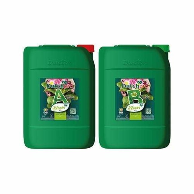 Dutch Pro Dutch Pro - Original Bloom