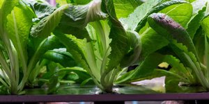 How to grow Lettuce and salads indoor