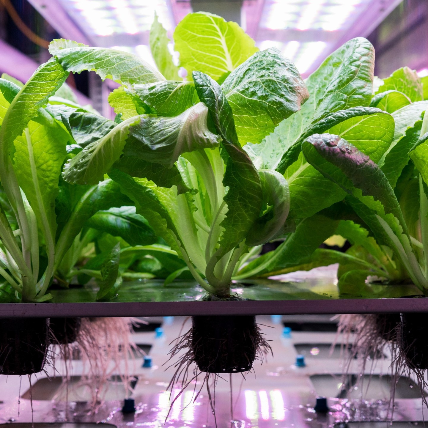 How to grow Lettuce and salads indoor