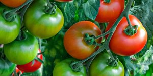 How to grow vegetables indoors in a practical way