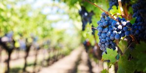 The Art of Growing Grapes Indoor