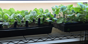 Guide: How To Grow Spinach Indoors