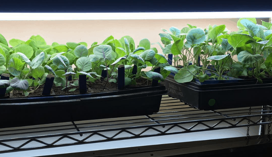 Guide: How To Grow Spinach Indoors