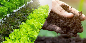 How Soilless Agriculture Differs from Soil-based Agriculture