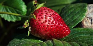Guide: Growing Strawberries Indoors