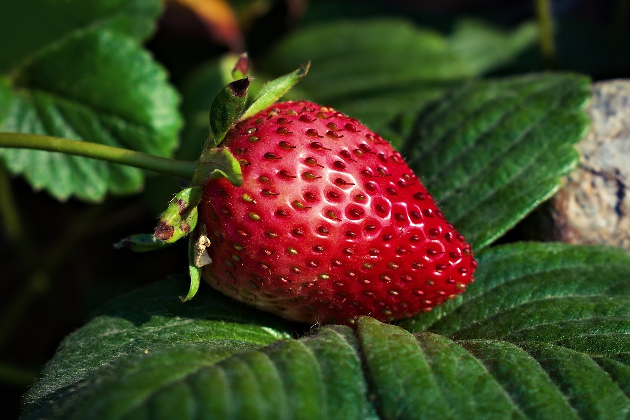 Guide: Growing Strawberries Indoors