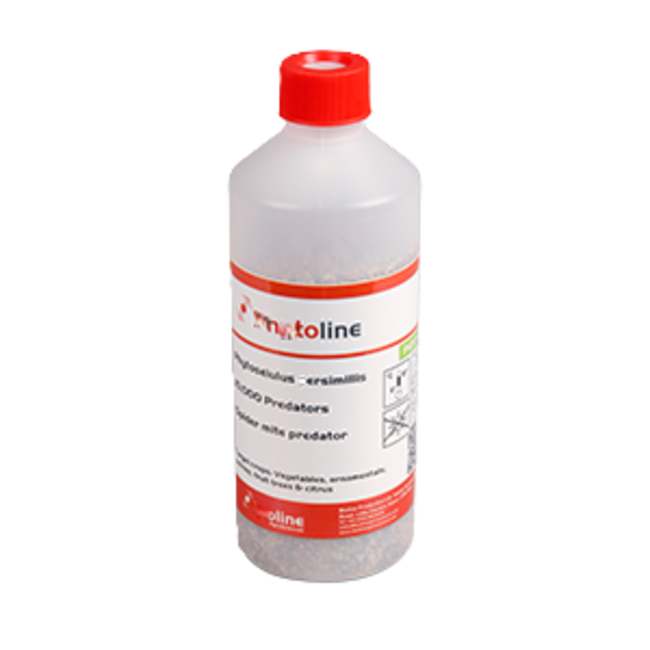 Phytoseiulus Persimilis  (Live predators)