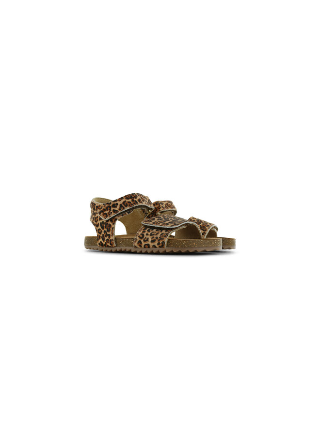 IC26S007-D | Leopardo