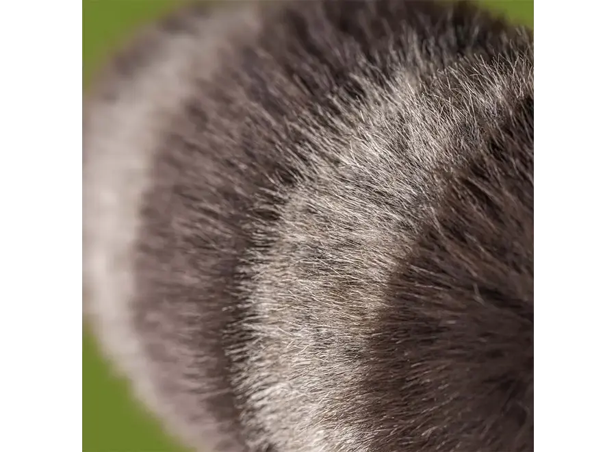Trixiwoo Raccoon