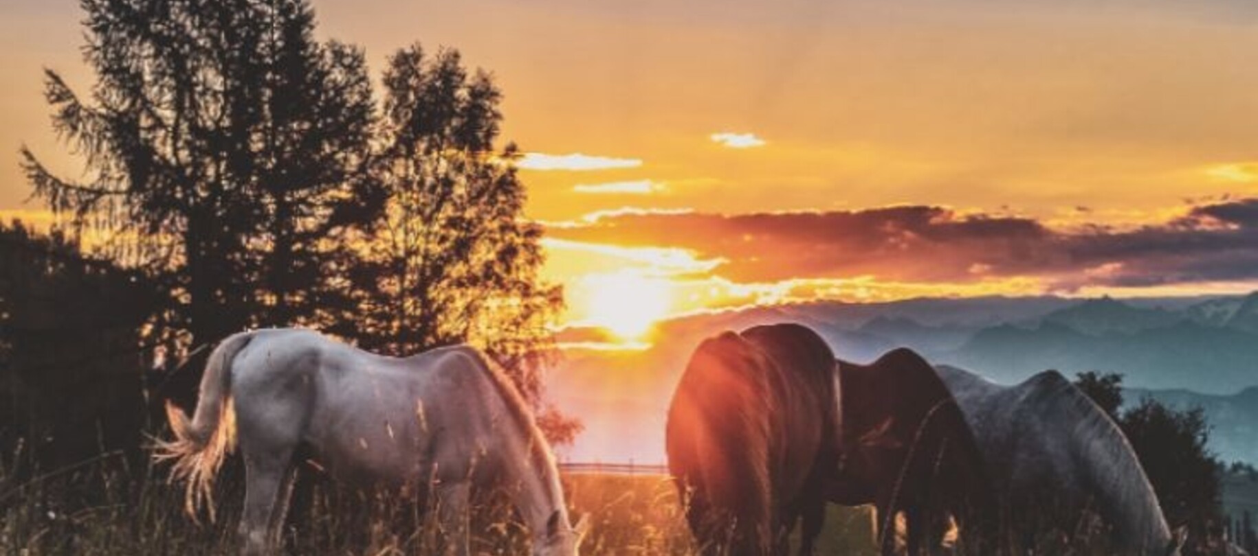 Slowfeeding The Horse Originals Way