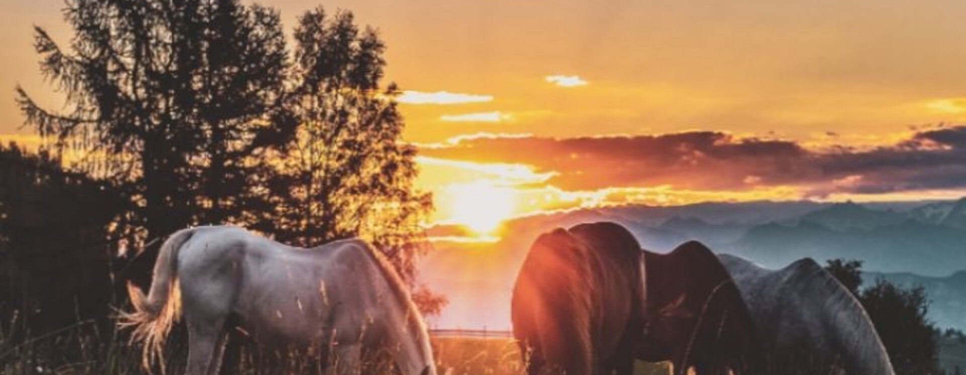 Slowfeeding The Horse Originals Way