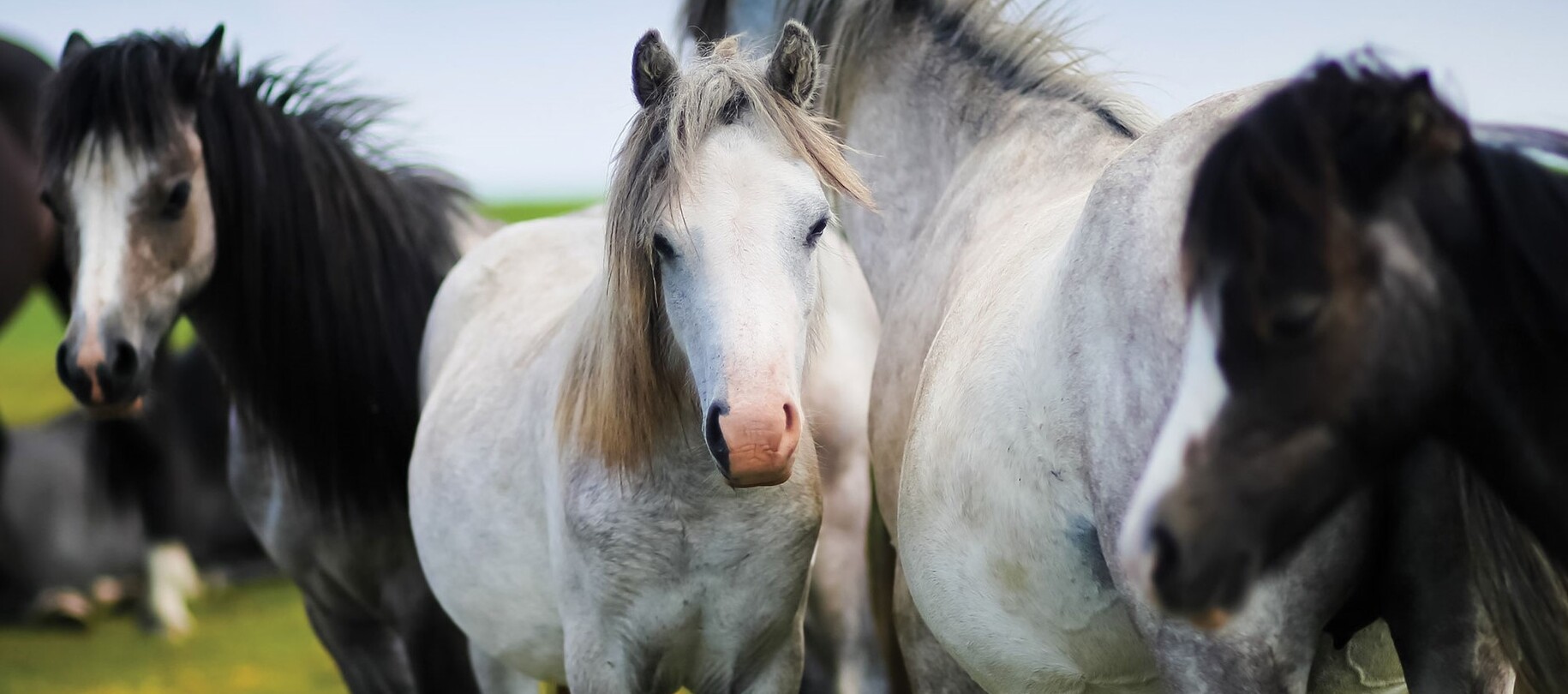 Hoofcare The Horse Originals Way