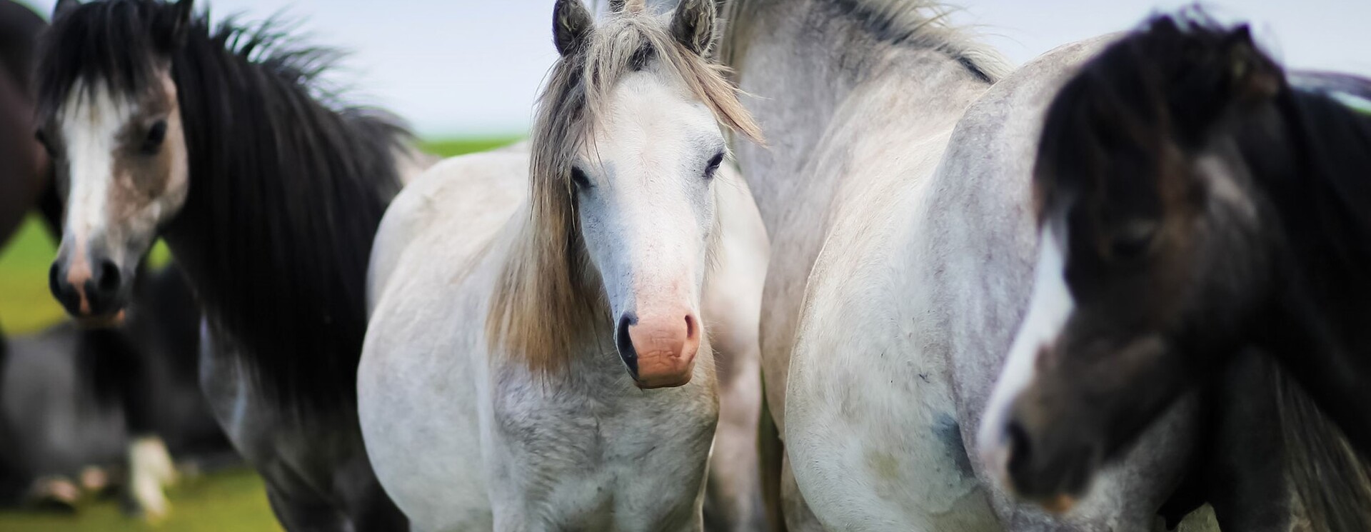 Hoofcare The Horse Originals Way