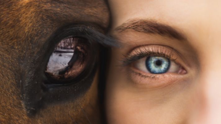 Have a Happy Horse Day!