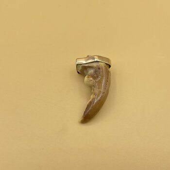 Tooth