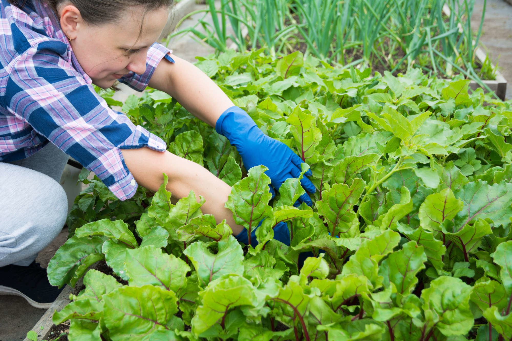 Verras je moeder met een tuincadeau op Moederdag 2023!