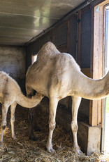 3 Liter  Kamelmilch, roh, unbehandelt, tiefgefroren