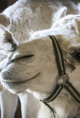 3 Liter  Kamelmilch, roh, unbehandelt, tiefgefroren