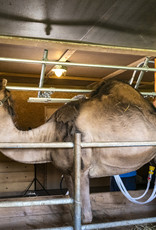 5 Liter Kamelmilch, roh, unbehandelt, tiefgefroren