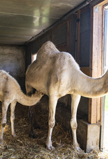 5 Liter Kamelmilch, roh, unbehandelt, tiefgefroren