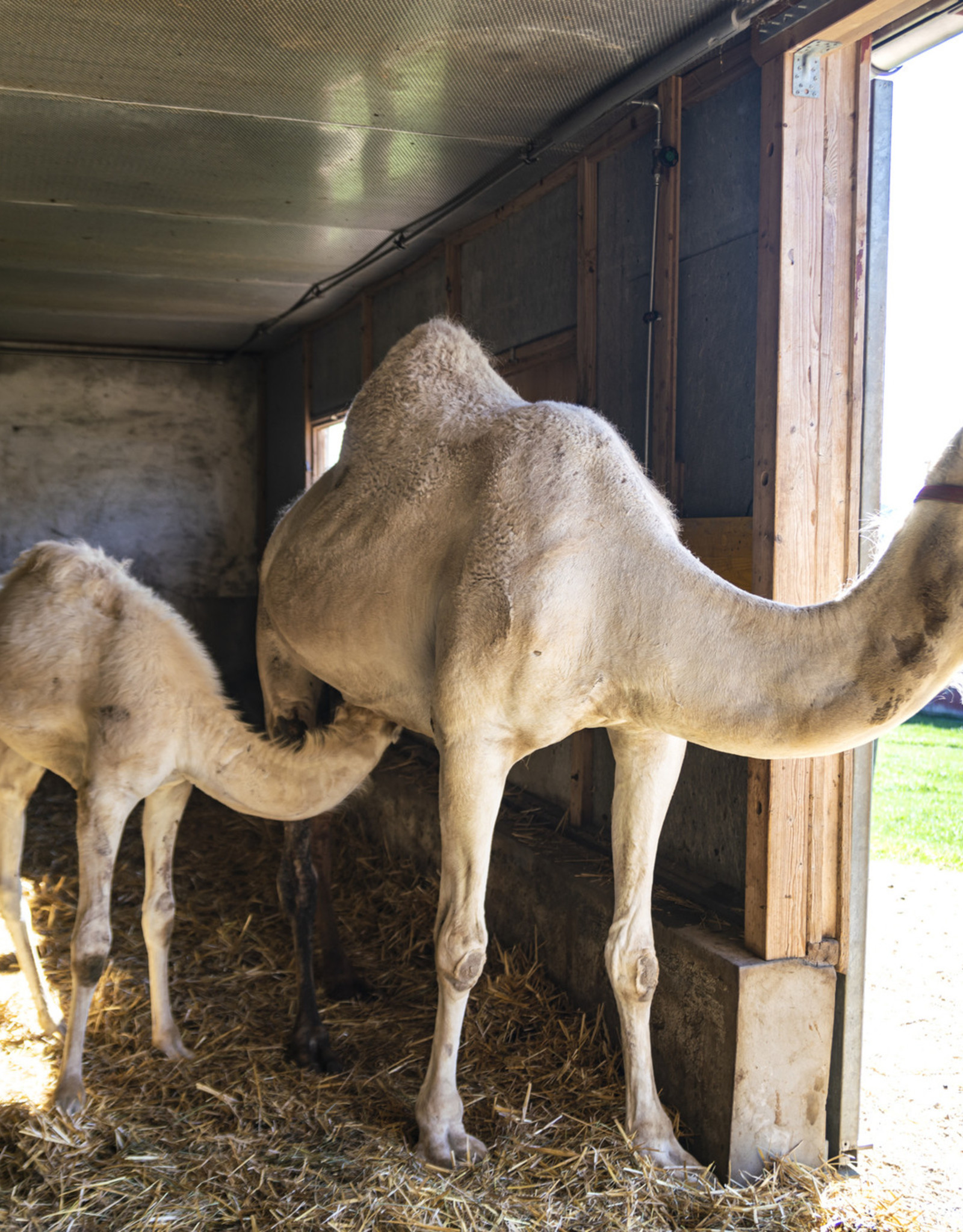 RECA-Niger - Un excellent lait de chamelle en vente à