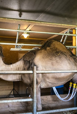 8 Liter Kamelmilch, roh, unbehandelt, tiefgefroren