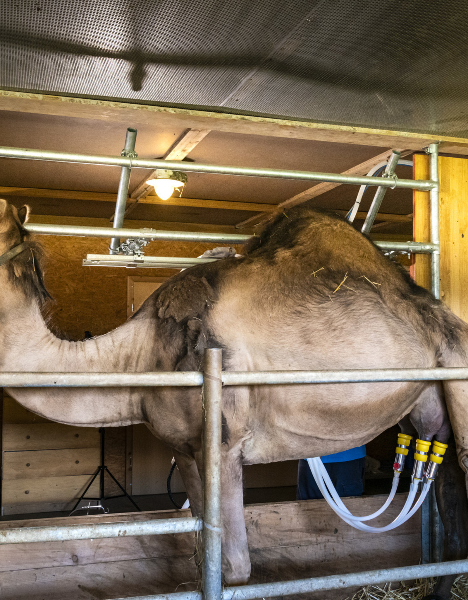 8 Liter Kamelmilch, roh, unbehandelt, tiefgefroren