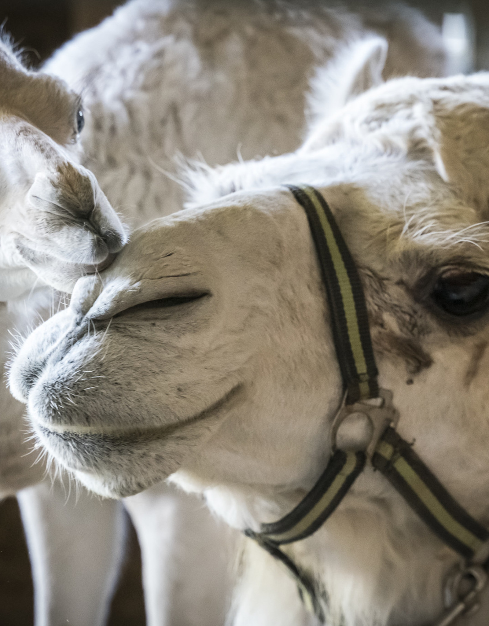 8 Liter Kamelmilch, roh, unbehandelt, tiefgefroren